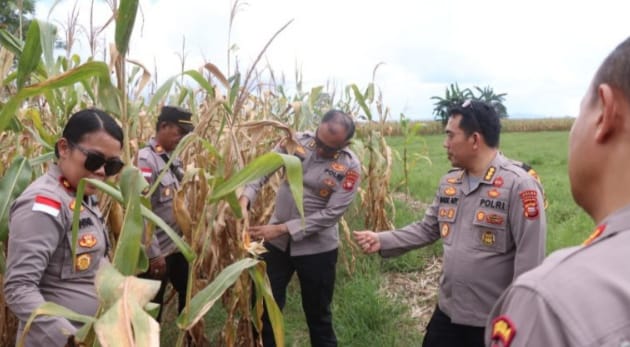 PJU Polda Kalbar Tinjau Persiapan Panen Raya Jagung di Bengkayang: Sinergi TNI AU-Polri dan Dinas Terkait Dorong Ekspor ke Malaysia